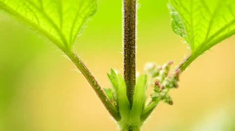 Stinging nettle 5 Stock Footage 24465157