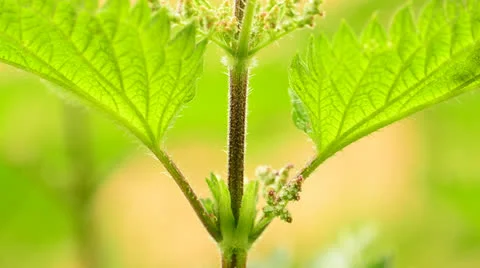 Stinging nettle 6 Stock Footage 24465217