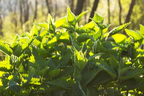 Stinging nettle in the back light Stock Photos