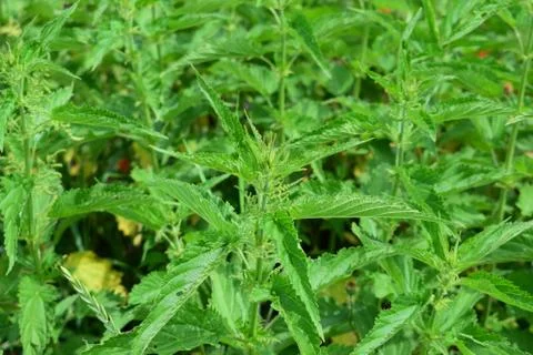 Stinging nettle background Stock Photos