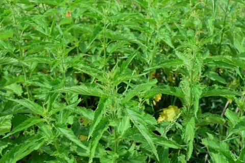 Stinging nettle background Stock Photos