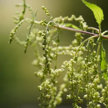 Stinging Nettle Blossoms in Sunlight Stock Photos