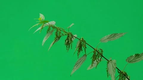 Stinging nettle branch isolated on a green screen chroma key. Stock Footage 336779026