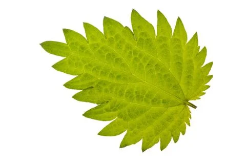 Stinging nettle burn Stock Photos