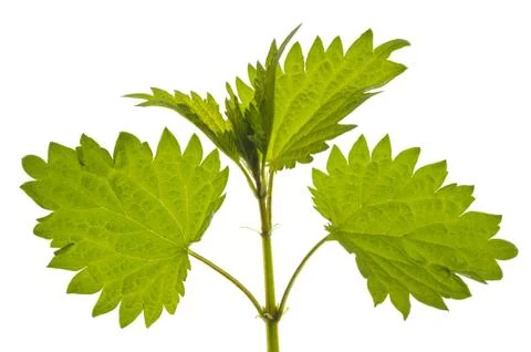 Stinging nettle burn Stock Photos