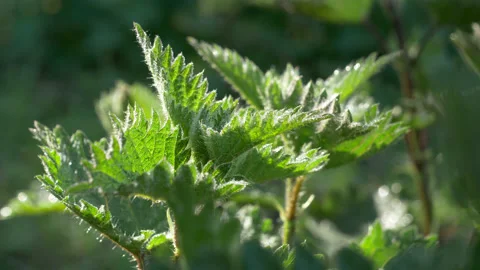Stinging Nettle in a Field Stock Footage 130281884