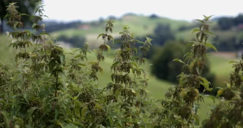 Stinging Nettle on a field Stock Footage 148253515