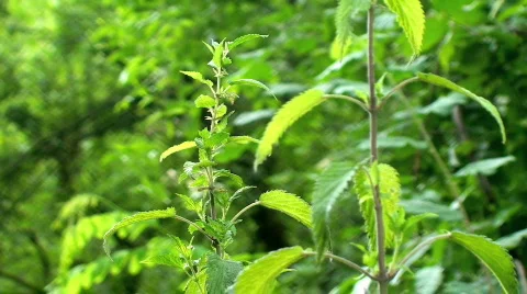 Stinging nettle Видео 794551