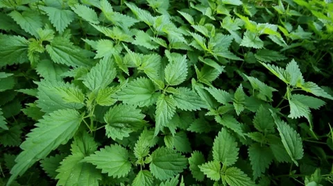 Stinging nettle Stock Footage 8621131