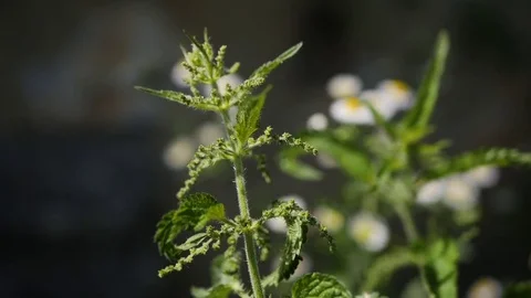 Stinging nettle 스톡 동영상 82390825