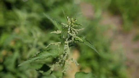 Stinging nettle Stock Footage 82390837