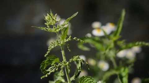 Stinging nettle 스톡 동영상 82392721