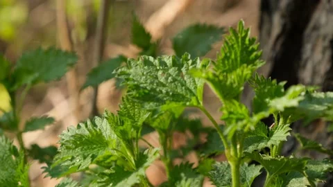 A stinging nettle growing in a fores Stock Footage 167812953