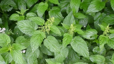 A stinging nettle growing in a forest. Common nettle in a field in spring. Stock Footage 243228888