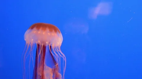 Stinging Nettle Jellyfish Video stock 73340760