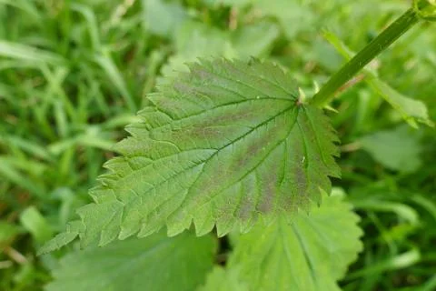 Stinging Nettle leaf with purple Stock Photos
