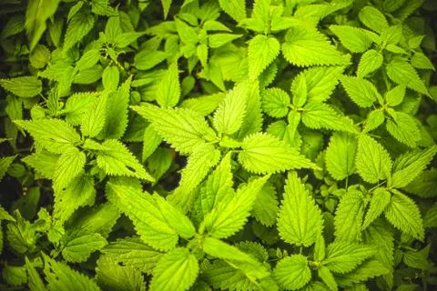 Stinging nettle leaves background Stock Photos