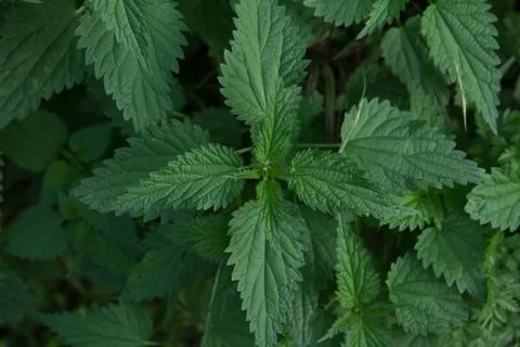 Stinging nettle leaves Stock Photos