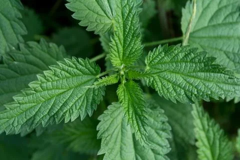 Stinging nettle leaves Stock Photos
