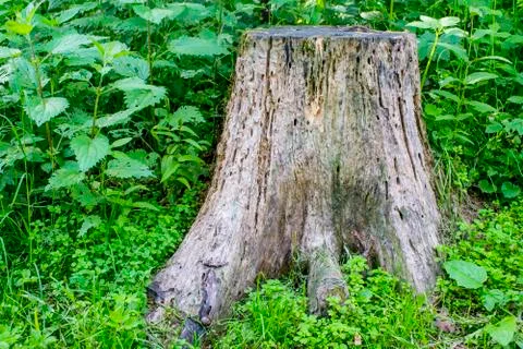 Stinging Nettle. The nettle grows next to the stump. Stock Photos