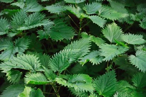 Stinging nettle 스톡 사진