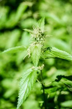 Stinging nettle Stock Photos