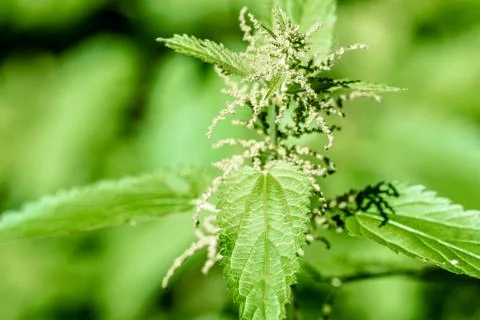 Stinging nettle Stock Photos