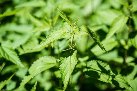 Stinging nettle Stock Photos