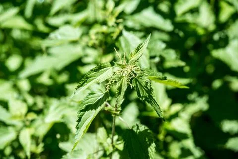 Stinging nettle Stock Photos