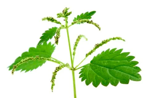 Stinging nettle Foto stock
