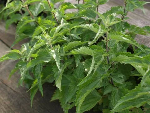 Stinging nettle Stock Photos