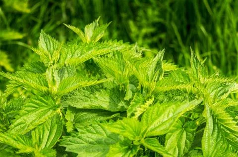 Stinging nettle Foto stock