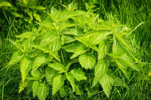 Stinging nettle Stock Photos