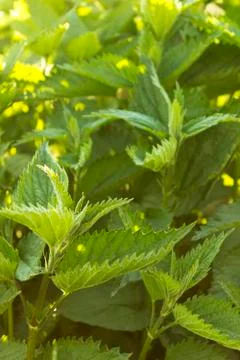 Stinging nettle Stock Photos