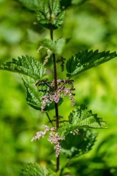 Stinging Nettle 스톡 사진