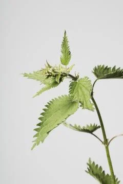 Stinging nettle Stock Photos