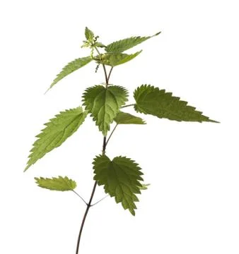 Stinging Nettle 스톡 사진