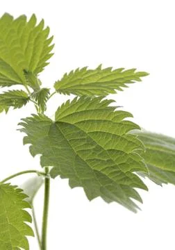 Stinging nettle Foto stock