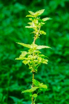 Stinging Nettle Stock Photos