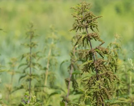 Stinging nettle Stock Photos
