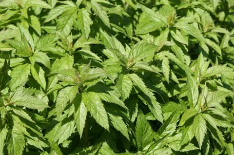 Stinging nettle Stock Photos