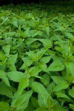 Stinging Nettle Stock Photos