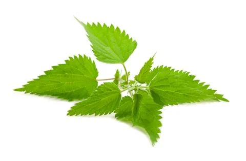 Stinging nettle Stock Photos