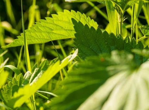 Stinging Nettle Stock Photos