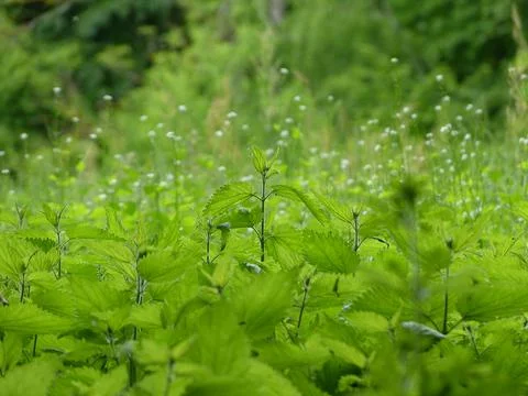 Stinging nettle Stock-Fotos