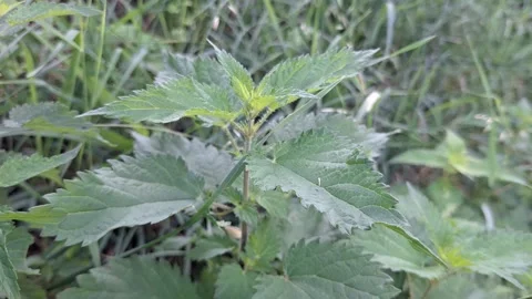 Stinging nettle plant Stock Footage 313799476