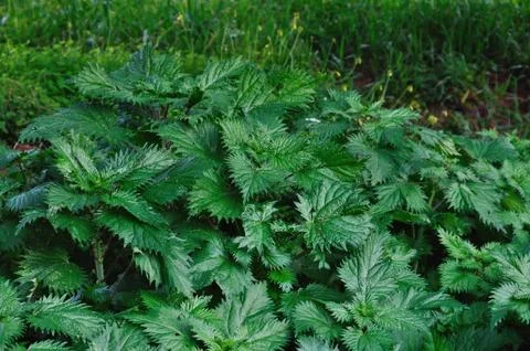 Stinging nettle plant Foto stock