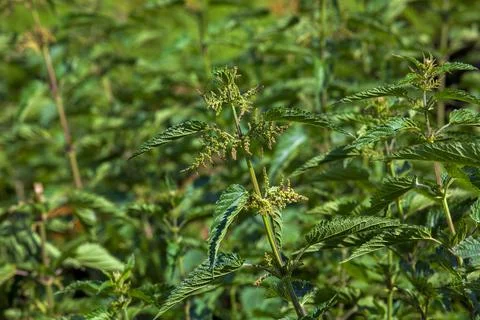 Stinging nettle plant with stinging strings. Stock Photos