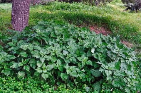 Stinging nettle plants Stock-Fotos