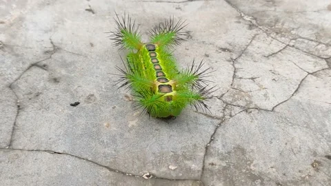 Stinging nettle slug caterpillar moth walking on floor Stock Footage 138339085